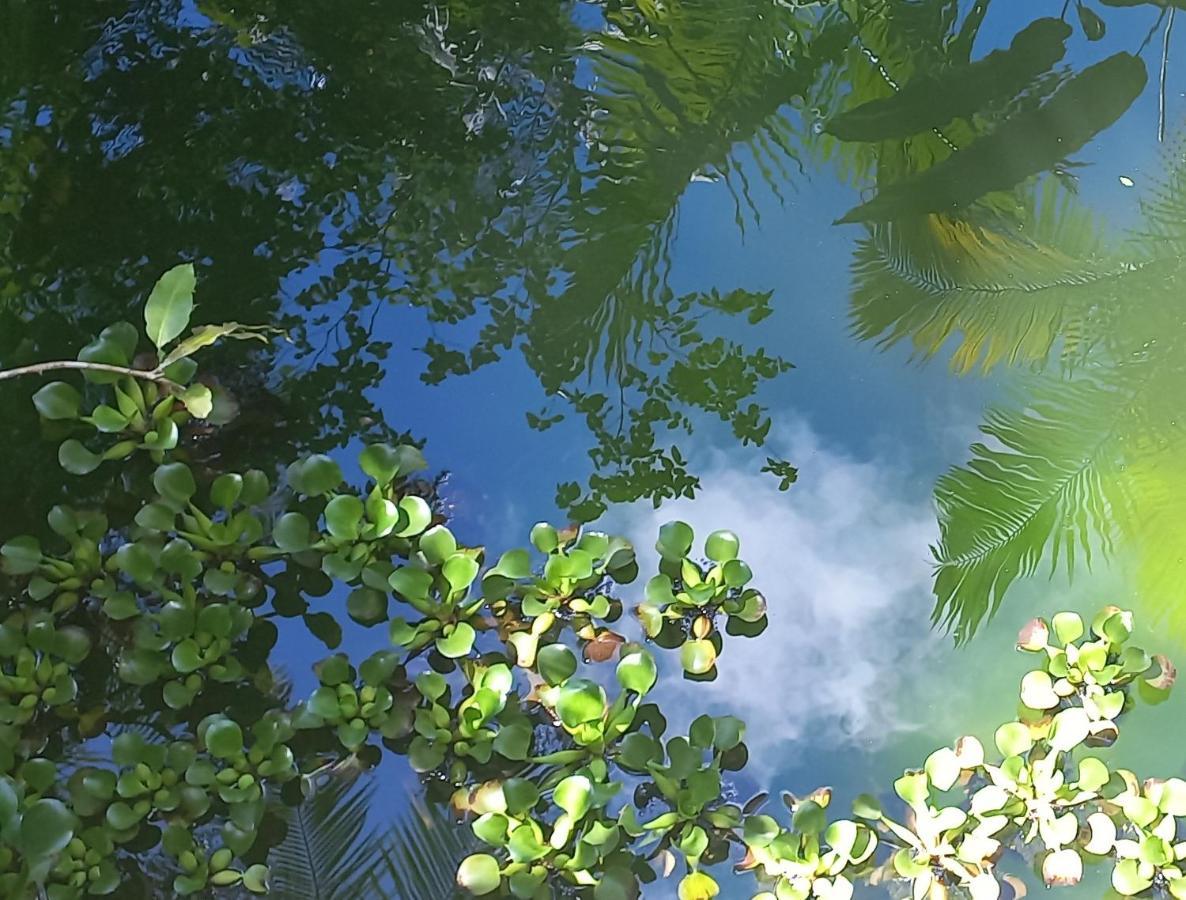 Casa Da Floresta Pico Da Aguia ปาราตี ภายนอก รูปภาพ